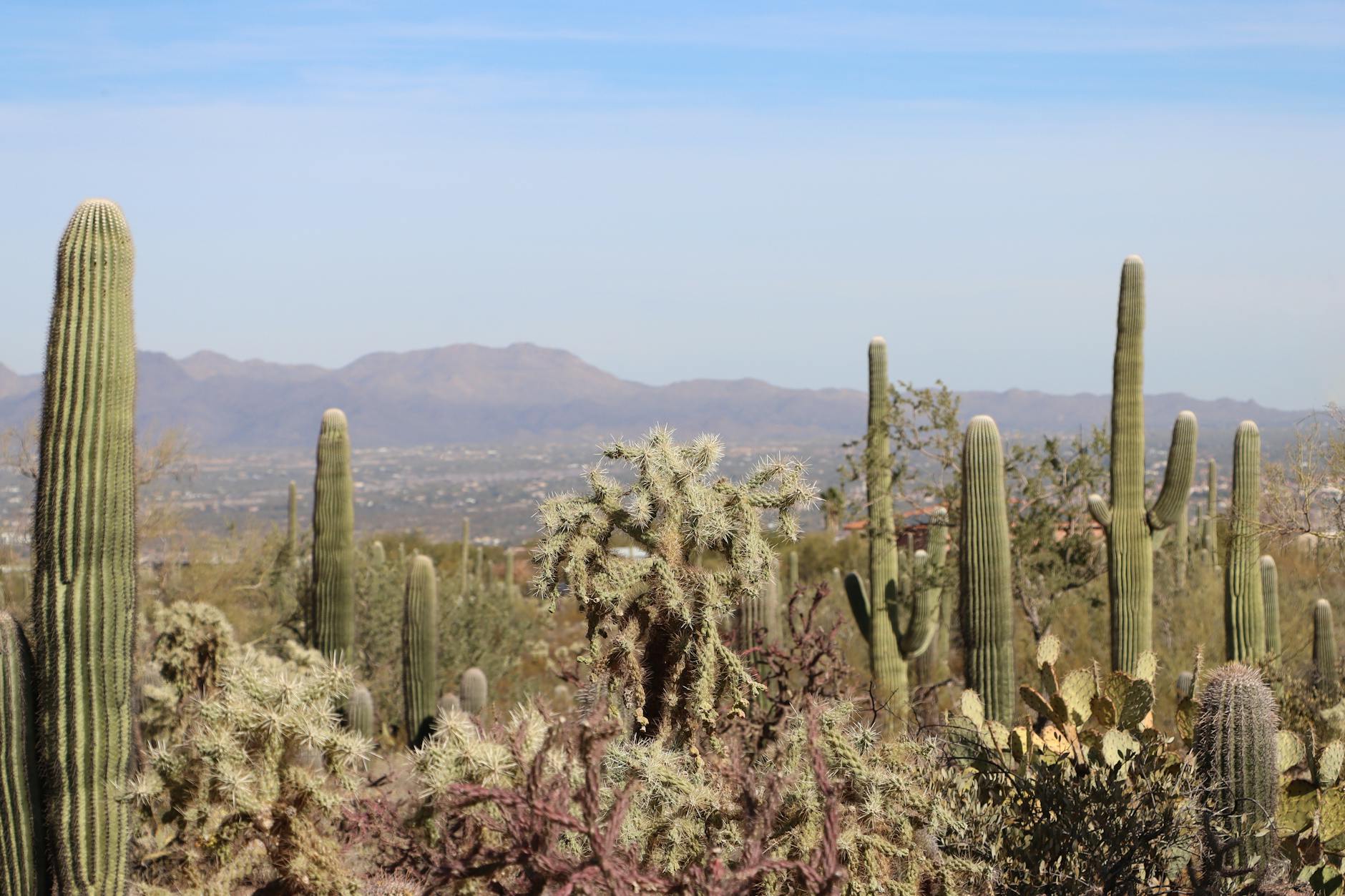 Best Things To Do in Tucson, Arizona for Families