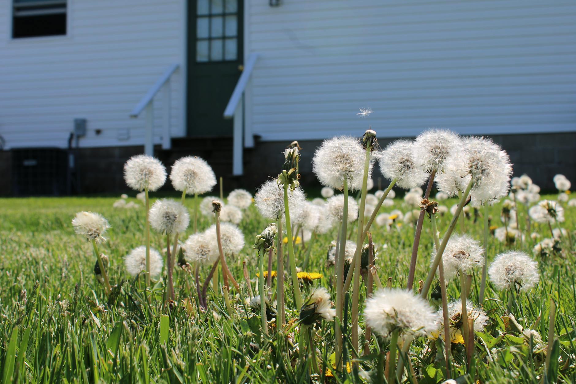 Early Spring Weed Prevention Tips for Your Yard